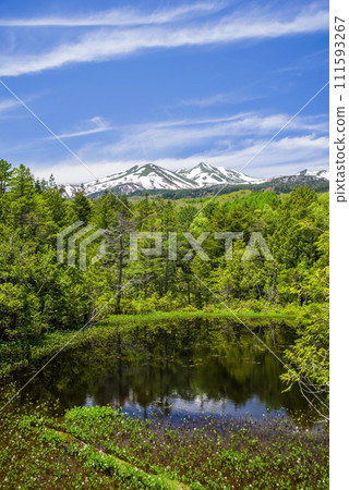 新綠季節的乘鞍高原“牛留池” 111593267