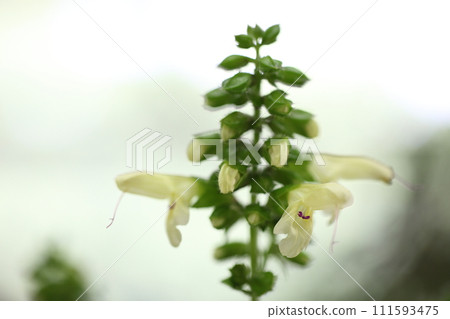 秋切花 秋切花 111593475