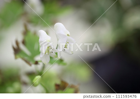 附子的白色花朵 附子的白色花朵 111593476