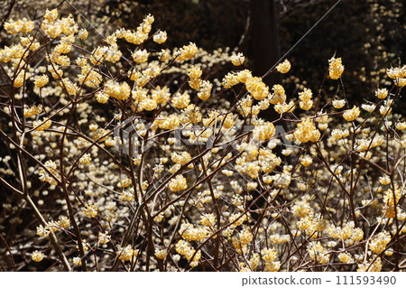 A collection of mitsumata flowers that continue to grow quietly in the forest. 111593490
