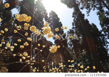 Seven mitsumata flowers continue to grow quietly in the forest Seven mitsumata flowers continue to grow quietly in the forest 111593496