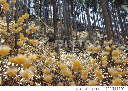 六朵三俁花繼續在森林裡靜靜生長 六朵三俁花繼續在森林裡靜靜生長 111593501