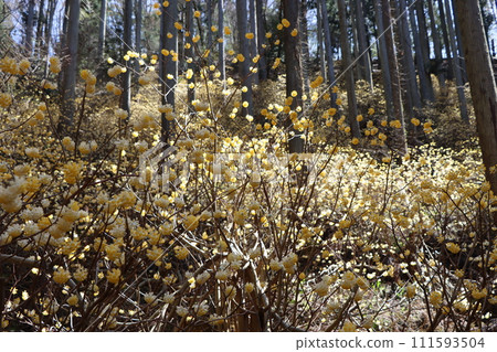 三俁花在森林中繼續靜靜地生長。 111593504