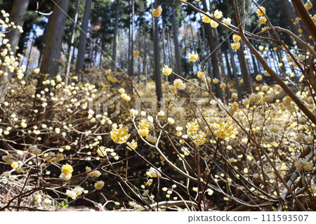 The mitsumata flower continues to grow quietly in the forest. 111593507