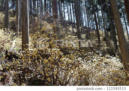 與日本原始景觀相似的三俁殖民地 - 七 111593513