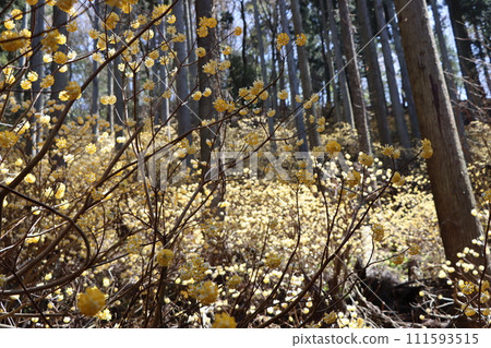 與日本原始景觀相似的三俁殖民地 - 6 111593515