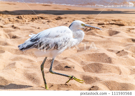 White Western Reef Heron (Egretta gularis) at Sharm el-Sheikh beach, Sinai, Egypt White Western Reef Heron (Egretta gularis) at Sharm el-Sheikh beach, Sinai, Egypt 111593568