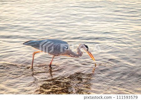 A heron hunting in the sea. Grey heron on the hunt 111593579