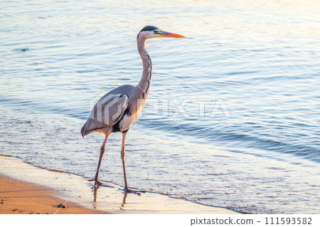 A heron hunting in the sea. Grey heron on the hunt A heron hunting in the sea. Grey heron on the hunt 111593582