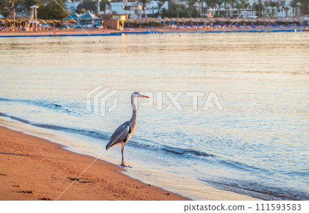 Gray heron fishing on the beach of the Red Sea. Naama Bay beach, Sharm El Sheikh, Egypt Gray heron fishing on the beach of the Red Sea. Naama Bay beach, Sharm El Sheikh, Egypt 111593583