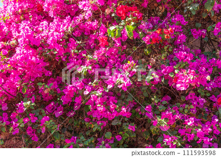 Bougainvillea, Paper flower Bougainvillea hybrida soft focus with blurry background Bougainvillea, Paper flower Bougainvillea hybrida soft focus with blurry background 111593598