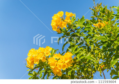 Tecoma stans yellow flowers close-up, yellow trumpetbush, yellow bells, yellow elder, green leaves, blue sky background, beautiful flower texture Tecoma stans yellow flowers close-up, yellow trumpetbush, yellow bells, yellow elder, green leaves, blue sky background, beautiful flower texture 111593604