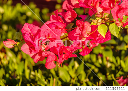 Bougainvillea, Paper flower Bougainvillea hybrida soft focus with blurry background 111593611