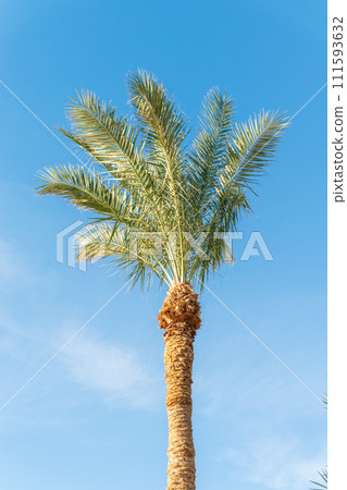 Palm tree with green leaves on blue background Palm tree with green leaves on blue background 111593632