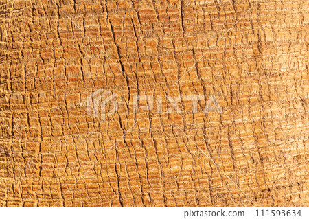 Palm tree bark tropical texture. Cracked wood texture background. Closeup palm bark 111593634
