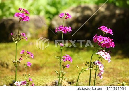 高知屋阿彌陀寺的紅林莊 高知屋阿彌陀寺的紅林莊 111593964