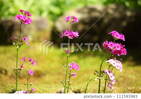 Kurinso of Kochiya Amidaji Temple Kurinso of Kochiya Amidaji Temple 111593965