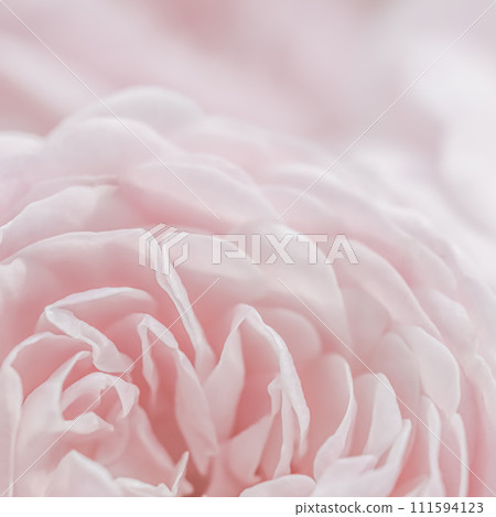 White rose flower petals. Macro flowers backdrop for holiday design. Abstract floral background. Soft focus. 111594123