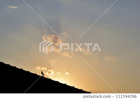 bird on roof house on sunrise sky and cloud in the morning, sunset natural background bird on roof house on sunrise sky and cloud in the morning, sunset natural background 111594296