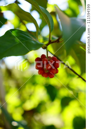 第6257章 111594599