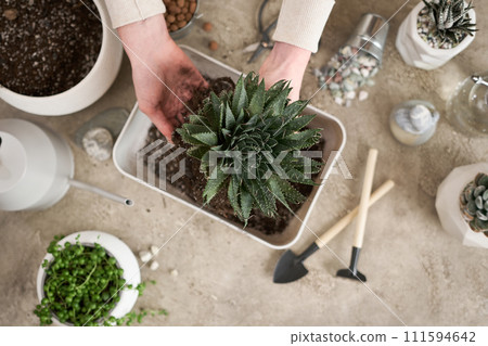Woman holding Aloe Aristata house plant with roots for replanting 111594642