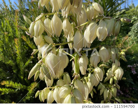 君賀蘭（絲蘭） 111594700