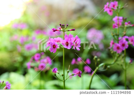 Kurinso of Kochiya Amidaji Temple Kurinso of Kochiya Amidaji Temple 111594898