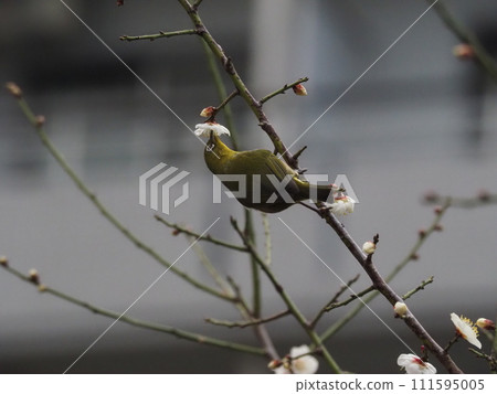 一隻繡眼鳥來到公園裡的一棵李子樹上吸花蜜。 111595005