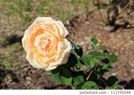 Valencia (rose), image Valencia (rose), image 111595046