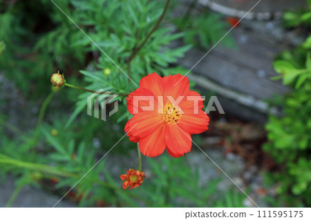 Kibana cosmos, image 111595175