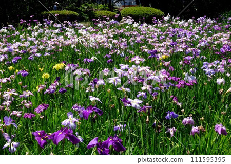 森林與鳶尾花 [相模原市下溝市 6 月] 111595395