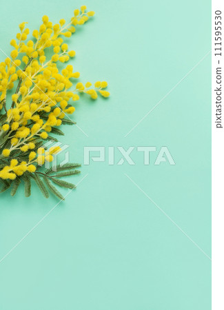 Bright Yellow Mimosa Flowers on a Soft Turquoise Background for a Springtime Display 111595530