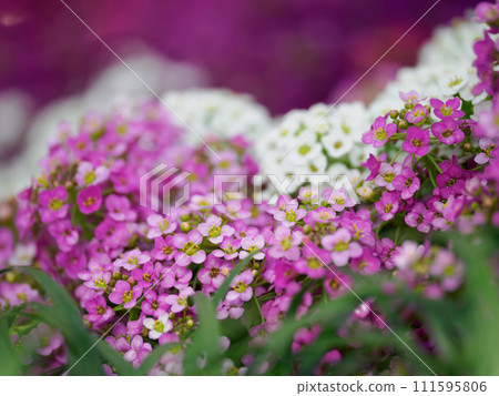 Adorable small flower Sweet Alyssum Adorable small flower Sweet Alyssum 111595806
