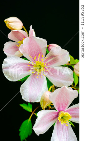 鐵線蓮花 111595852