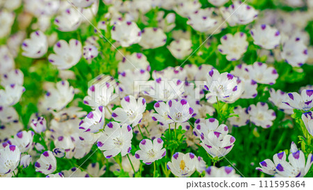 Nemophila花 111595864