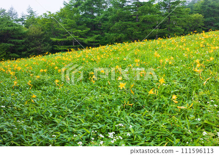 栃木縣日光市，霧氣繚繞的霧降高原，黃花菜盛開 111596113