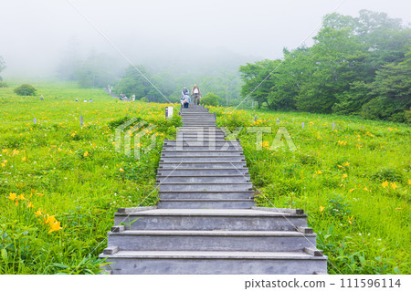 栃木縣日光市，霧氣繚繞的霧降高原，黃花菜盛開 111596114