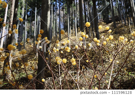三俁花是早春盛開的花朵的代名詞。 三俁花是早春盛開的花朵的代名詞。 111596128