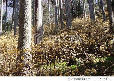 Mitsumata flowers are synonymous with flowers that bloom in early spring. 111596129