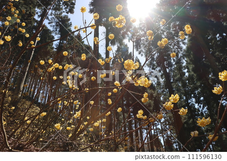 三俁花是早春綻放的花朵的代名詞。5 111596130