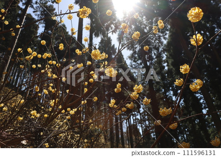 三俁花是早春綻放的花朵的代名詞。6 三俁花是早春綻放的花朵的代名詞。6 111596131