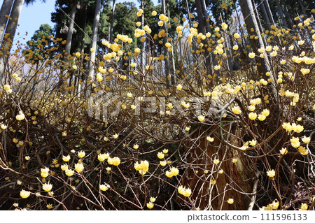 三俁花是早春盛開的花朵的代名詞。 三俁花是早春盛開的花朵的代名詞。 111596133