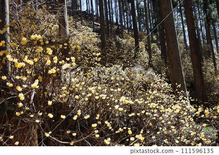 三俁花是早春盛開的花朵的代名詞。 三俁花是早春盛開的花朵的代名詞。 111596135