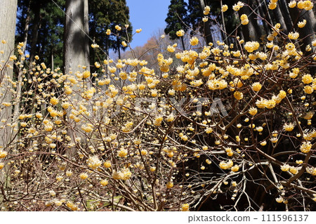 三俁用作日本紙的原料 111596137