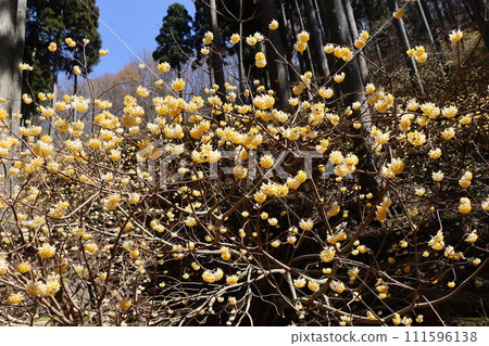 「三叉戟」這個字的起源來自於樹枝分裂成三個分支的意思。 111596138