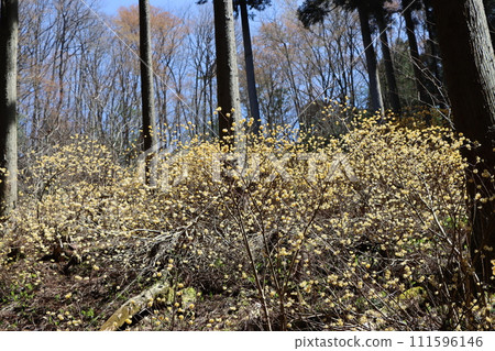 散發著舒緩甜香的三俁森林 111596146