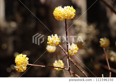 Mitsumata flower with cute small golden flowers - 1 111596150