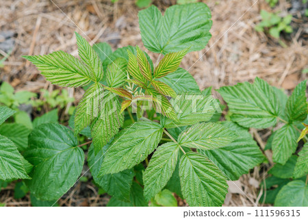 Young seedling or an escape of a repair raspberry in the spring in the garden 111596315