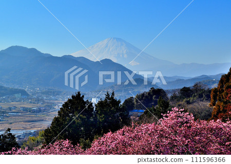 Kanagawa Prefecture, Nishihirahata Park, Kawazu cherry blossoms beginning to bloom and Mt. Fuji scenery Kanagawa Prefecture, Nishihirahata Park, Kawazu cherry blossoms beginning to bloom and Mt. Fuji scenery 111596366
