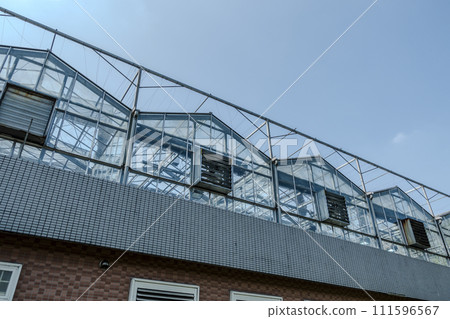 greenhouse 111596567